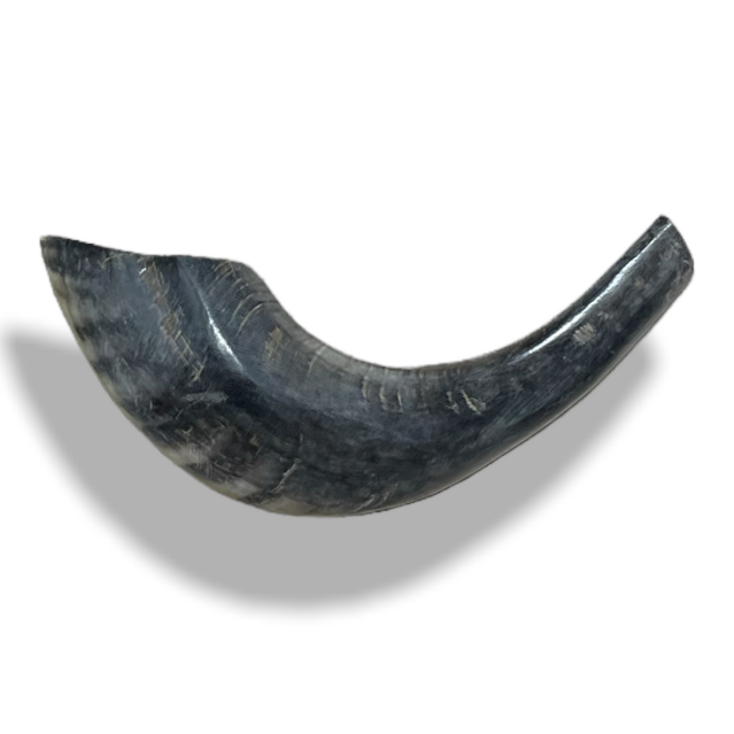 Shofar 45-50cm