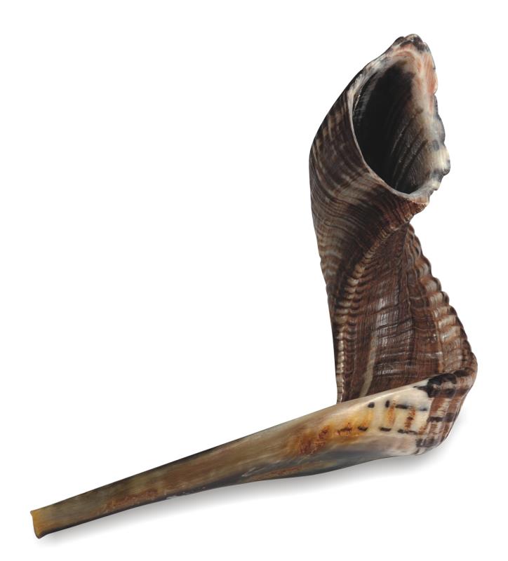 Shofar Size 3, 35-40cm