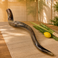 80 cm Yemenite kudu shofar staged in a sukkah with lulav and etrog