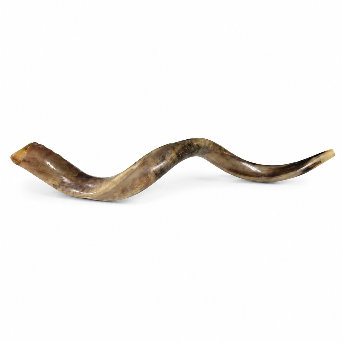 80 cm Yemenite kudu shofar isolated on white background